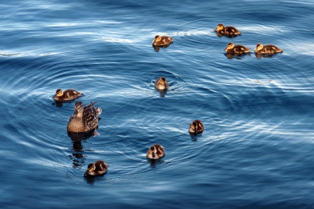Duck family on Lake Crescent