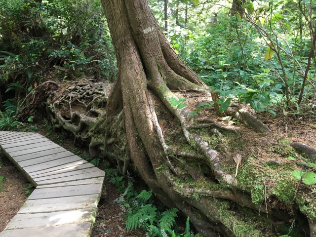 •e-IMG_0966-nurse tree