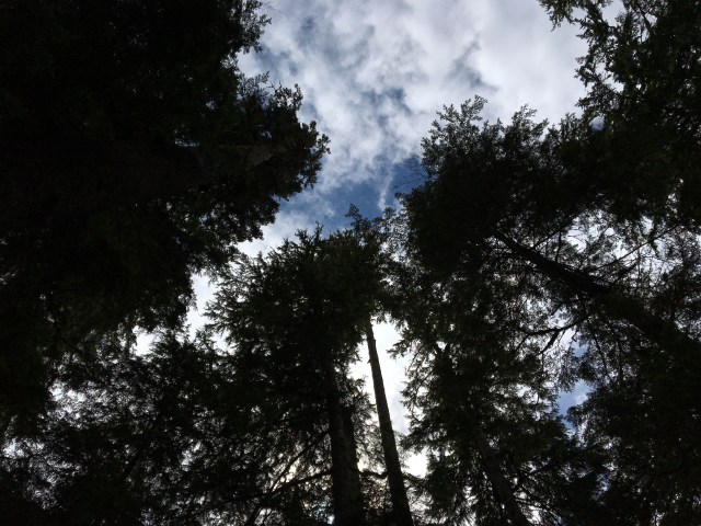 •e-IMG_0986-sky trees