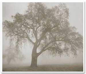 Twin trees in fog-Kerik Kouklis
