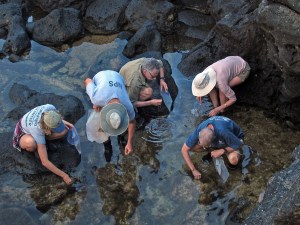 • e-3469 algae harvesting1cr