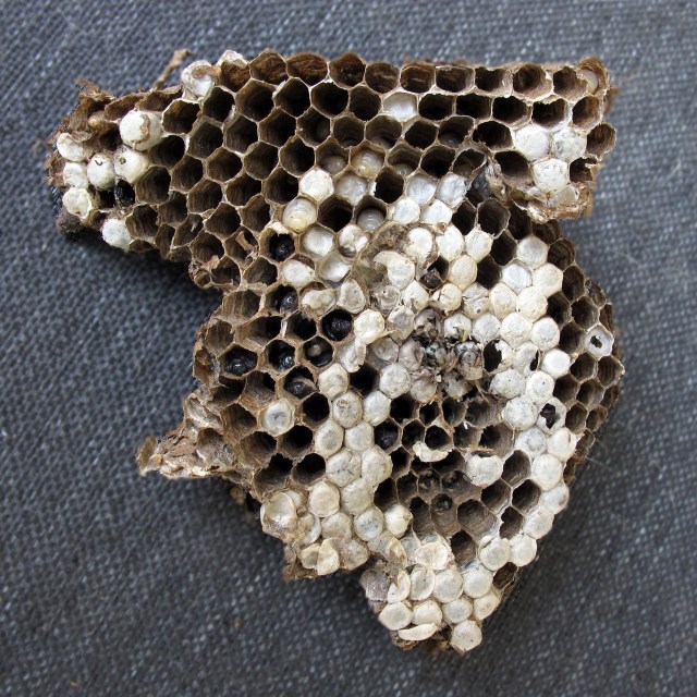 3027 yellowjacket eggsCRs