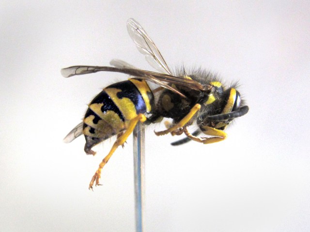 3055 yellowjacket macroCR