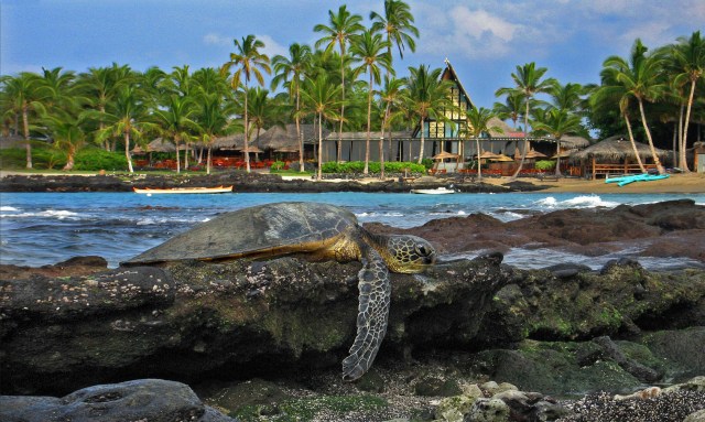e-kona village honu