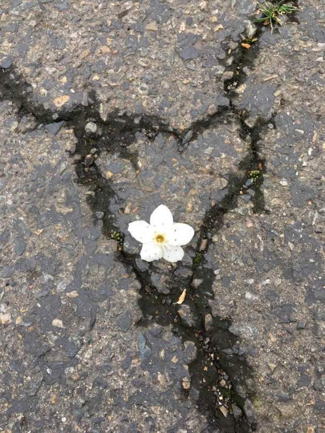 heart blossom