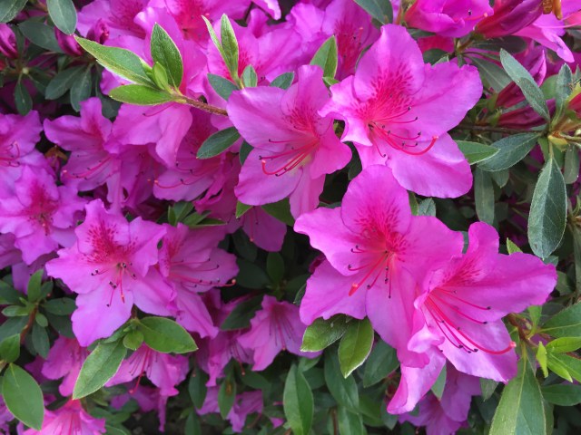 e-pink azaleas-0002 copy