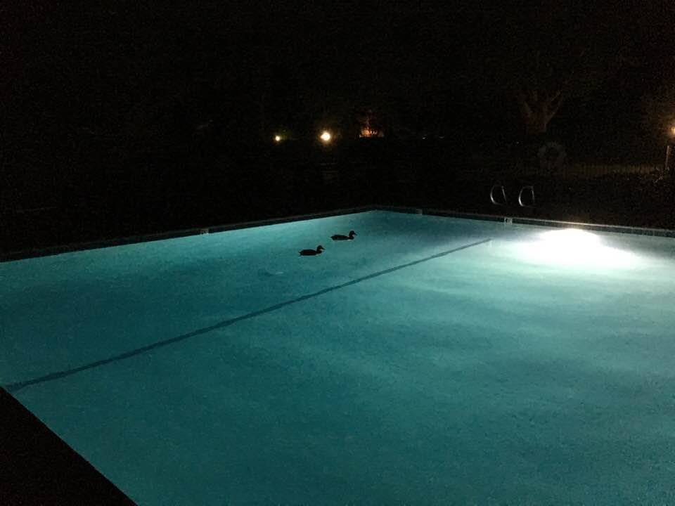ducks in pool