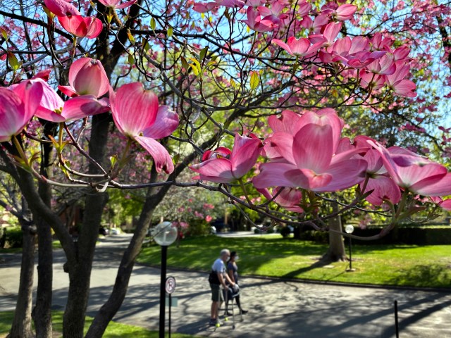 -2220 pink dogwood treeCR