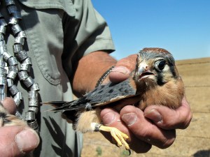 2008 4214 kestrel fledge