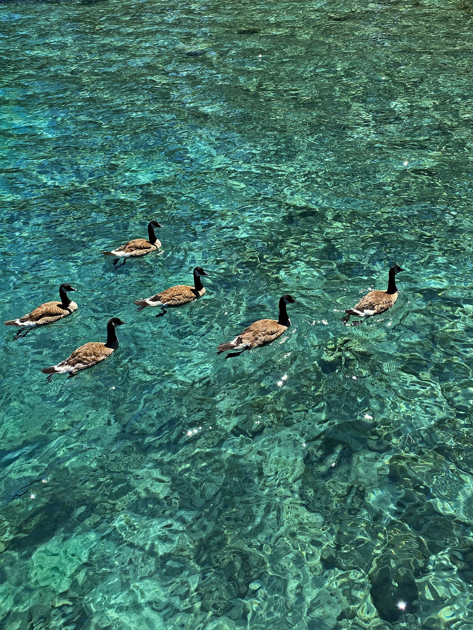 Canada geese in Tahoe-5802