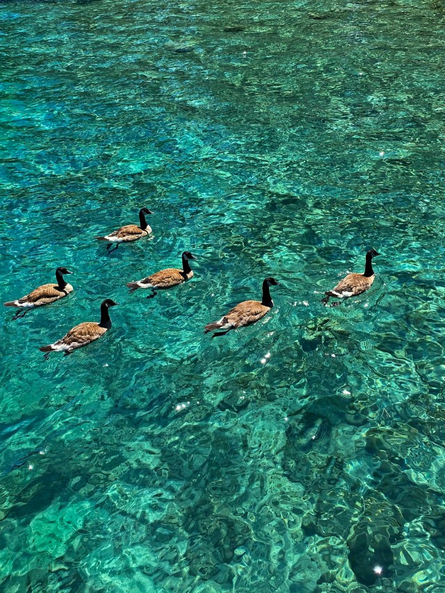 Canada geese in Tahoe-5802